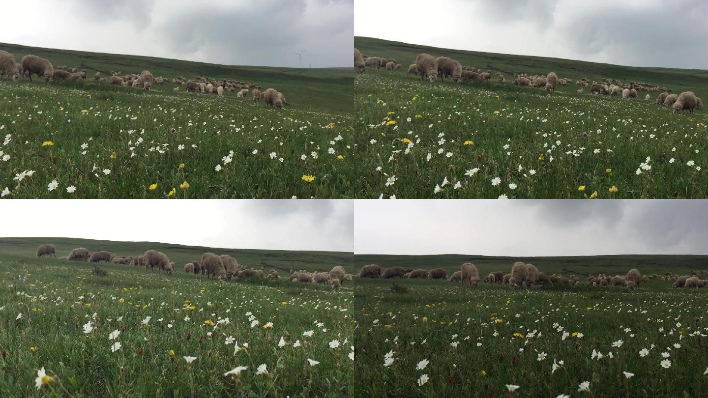 草原牧羊羊群小花拍摄视频素材