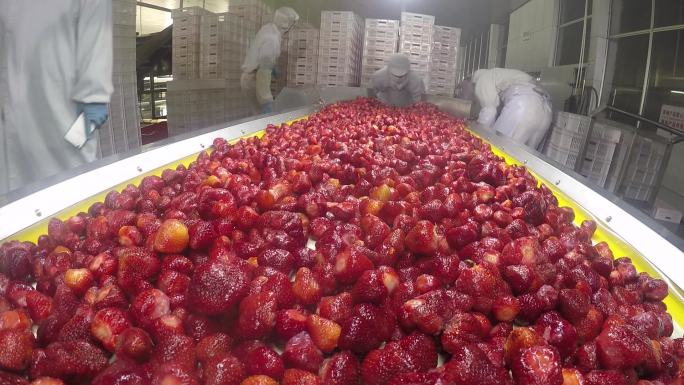 草莓生产线