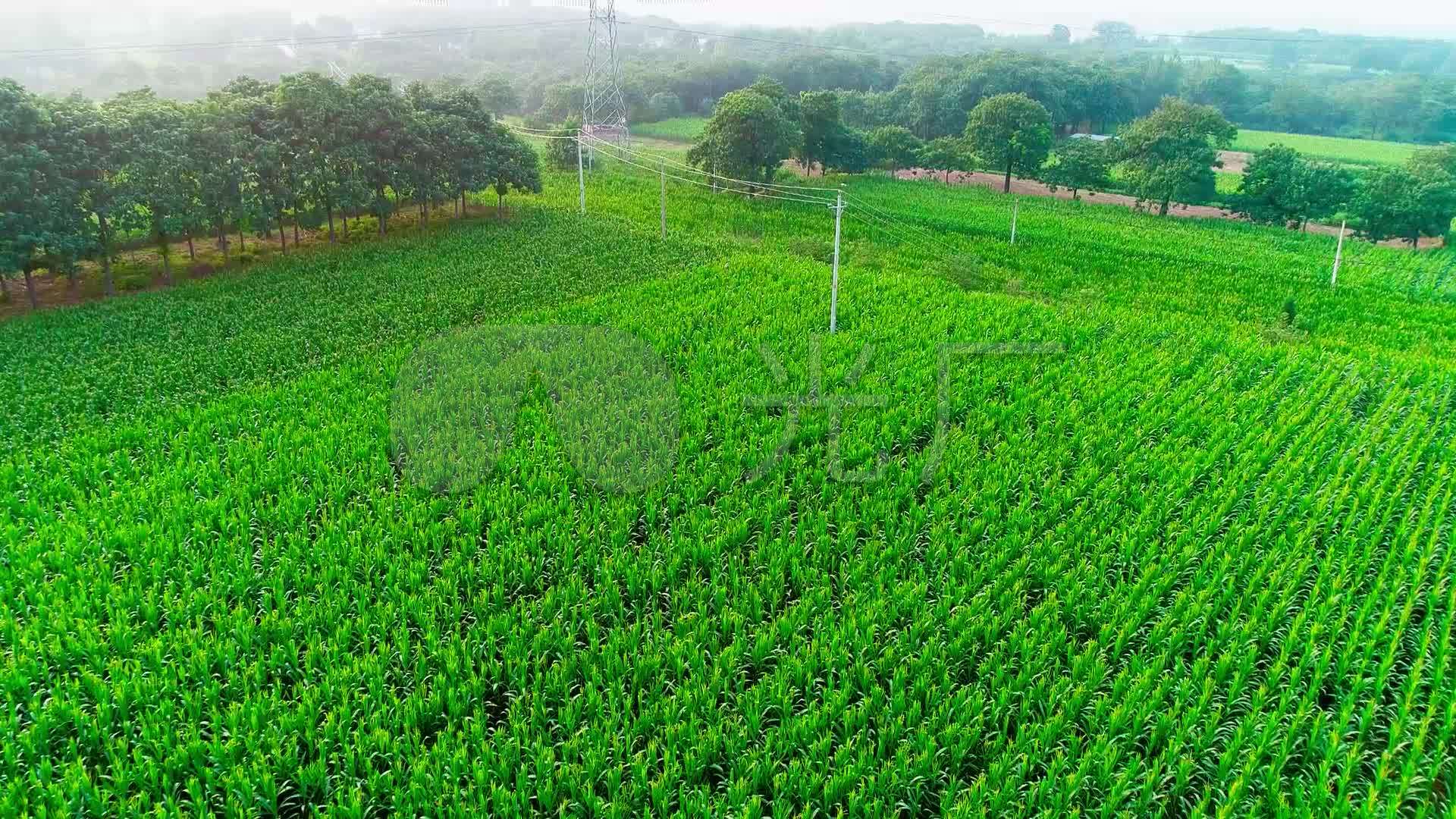 生态农田航拍高清素材