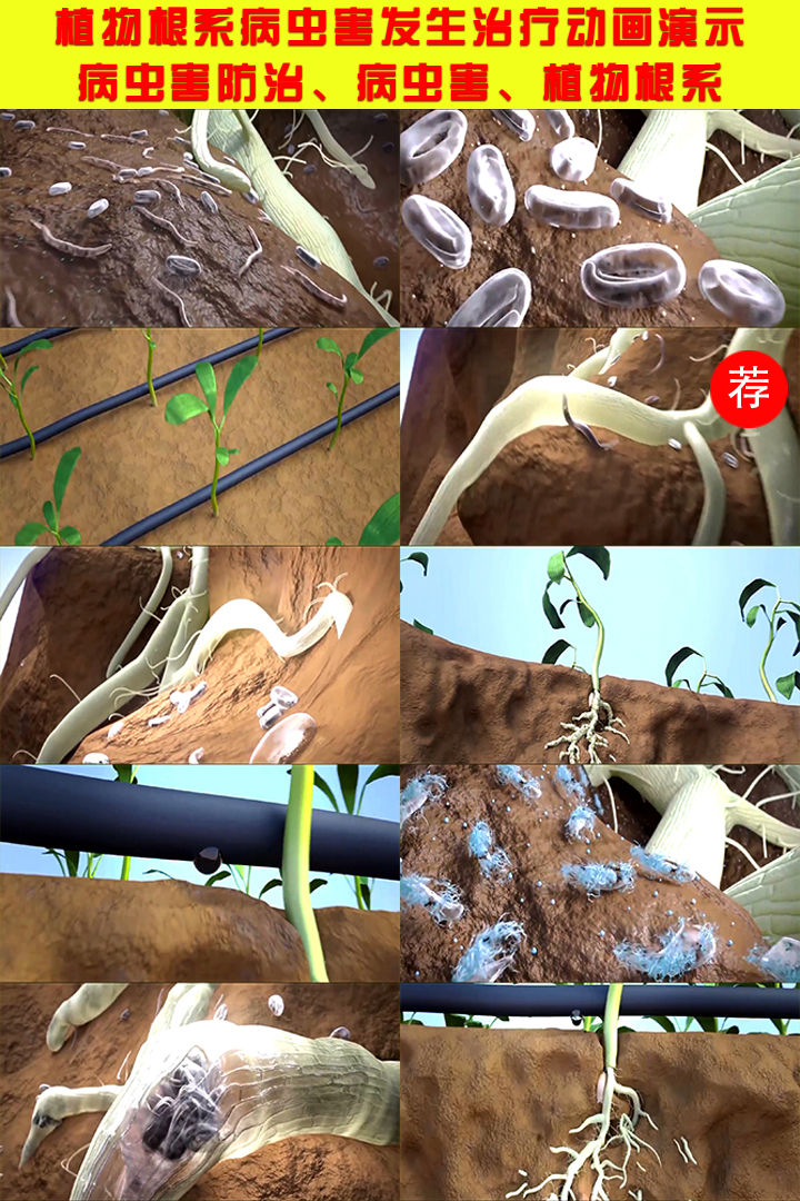 植物根系病虫害发生治疗动画演示 19x850 高清视频素材下载 编号 实拍视频 Vj师网www Vjshi Com 植物根系病虫害发生治疗动画演示 19x850 高清视频素材下载 编号 实拍视频 Vj师网www Vjshi Com