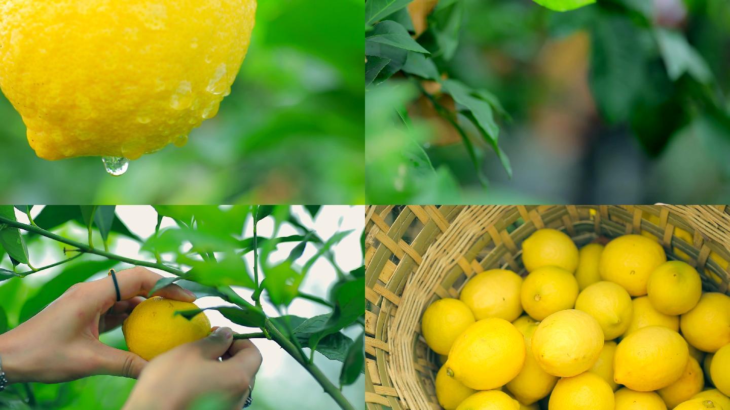 柠檬 | 美食摄影|摄影|产品摄影|摄影师MrWang - 原创作品 - 站酷 (ZCOOL)