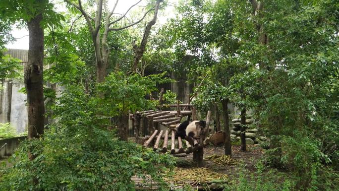 成都熊猫基地升格素材1.30