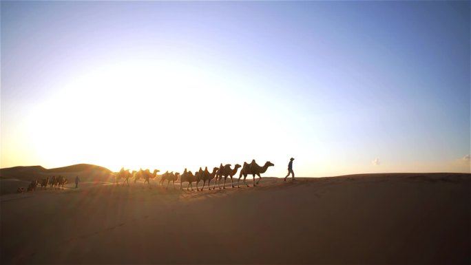 沙漠赛驼