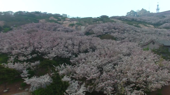 泰山梨花航拍