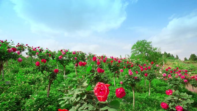 大马士革玫瑰玫瑰红玫瑰乡村振兴