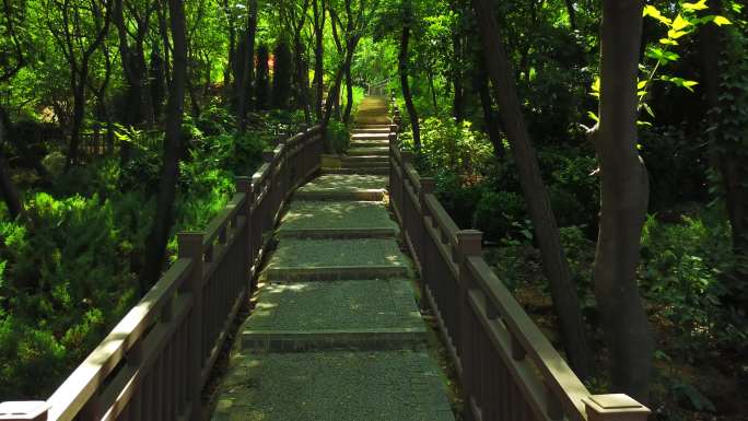 树林林荫路