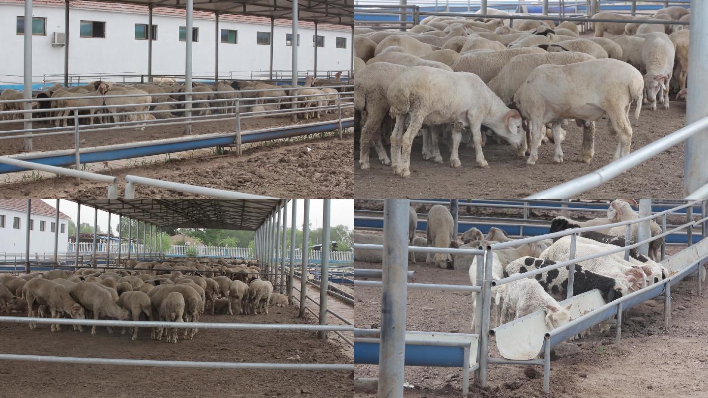 国内畜牧羊场实拍视频