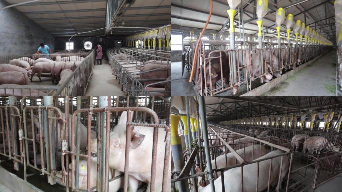 国内养猪场实拍视频