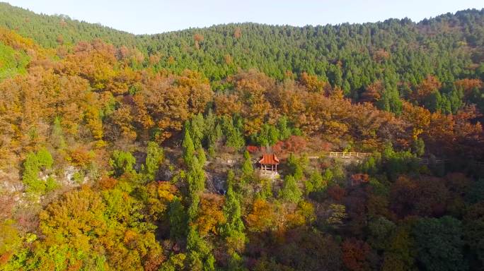 航拍枣庄抱犊崮秋天红叶视频4K