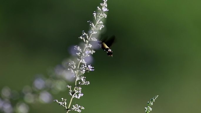 像蜂鸟的长缘天蛾一直飞舞好美啊