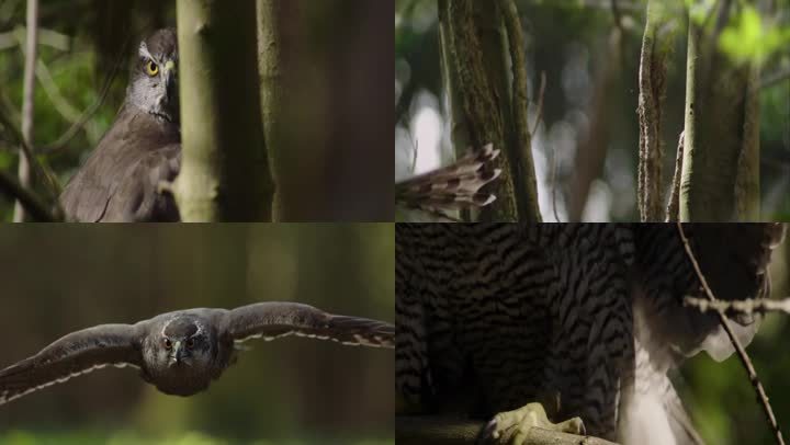苍鹰树枝幼崽飞鸟溪流石块川金丝猴救援猎物