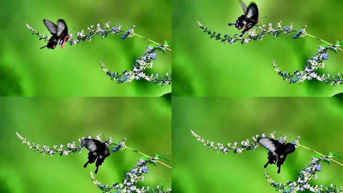 不停煽动翅膀的蝴蝶太美了