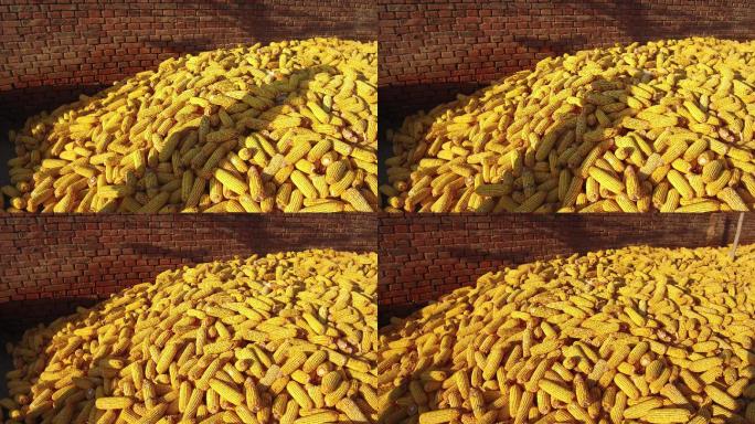 4K玉米堆