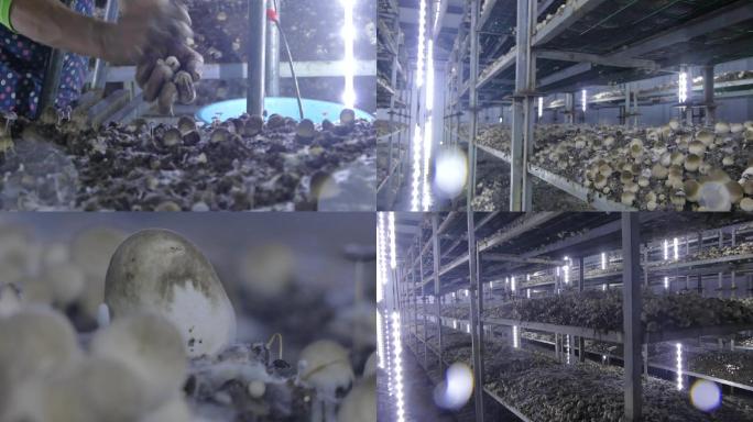 蘑菇棚内种植发展