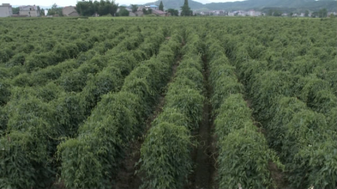 山药的大面积种植