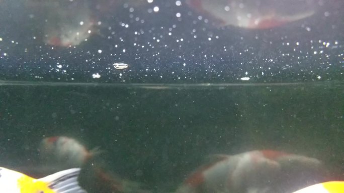 鱼缸金鱼水面视频素材