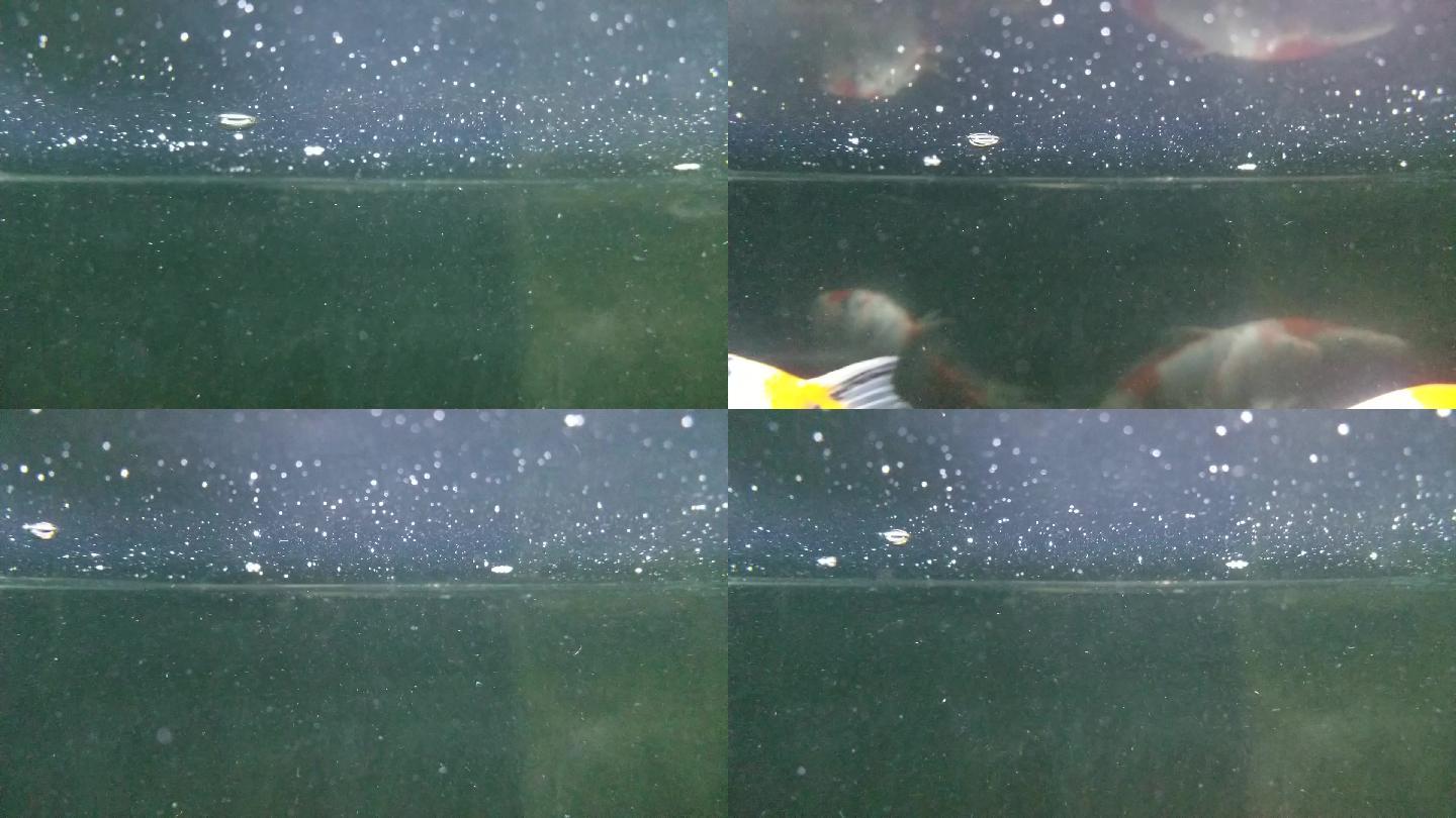 鱼缸金鱼水面视频素材