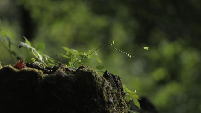 森林植被