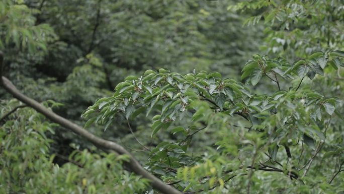 贵州湄潭香果树保护植物