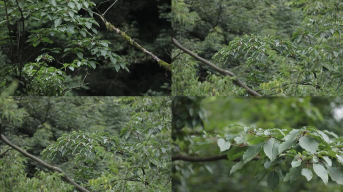 贵州湄潭香果树保护植物