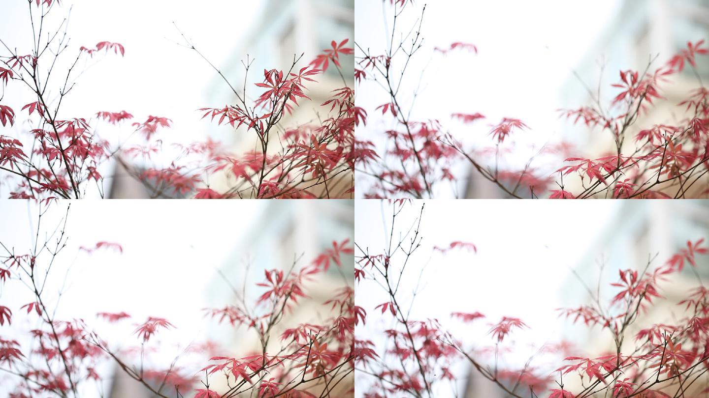 红色枫叶视频素材