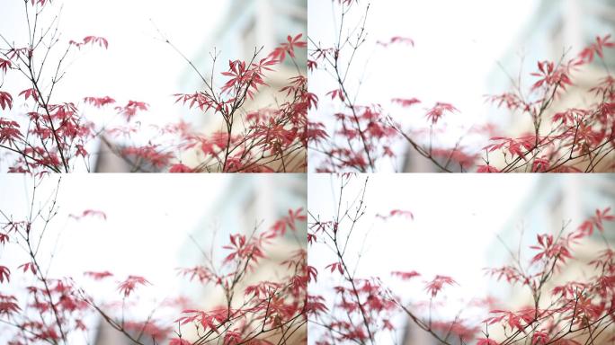 红色枫叶视频素材