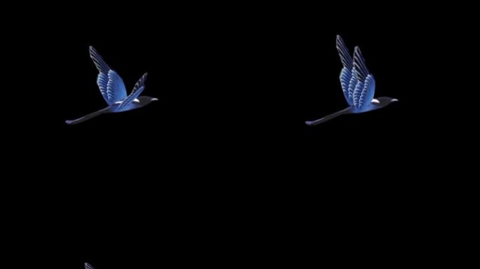鸟飞行素材带通道AE模板