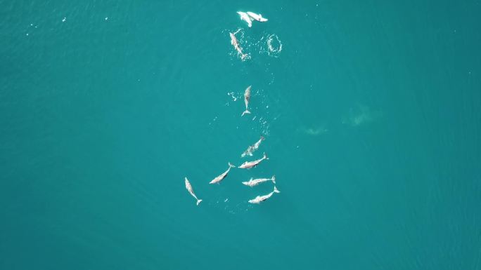 航拍澳大利亚帆船海豚
