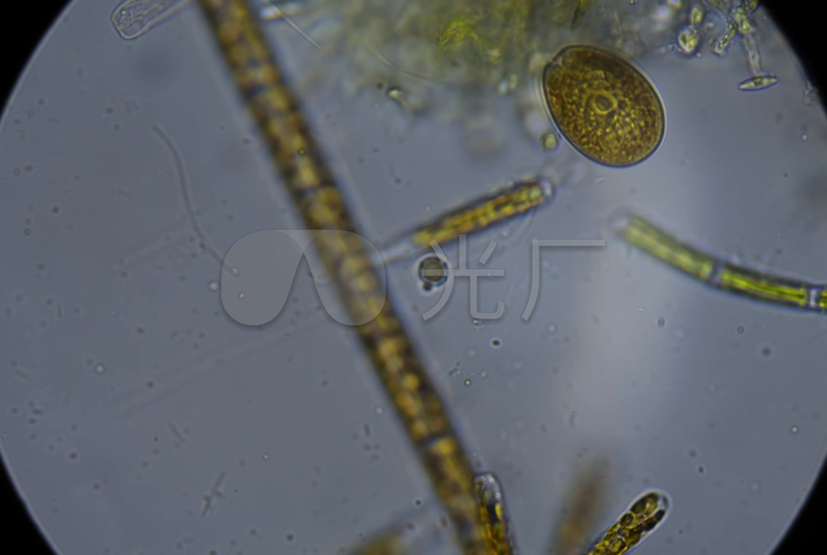 显微镜微生物细胞放大镜细菌_1610X1080_高