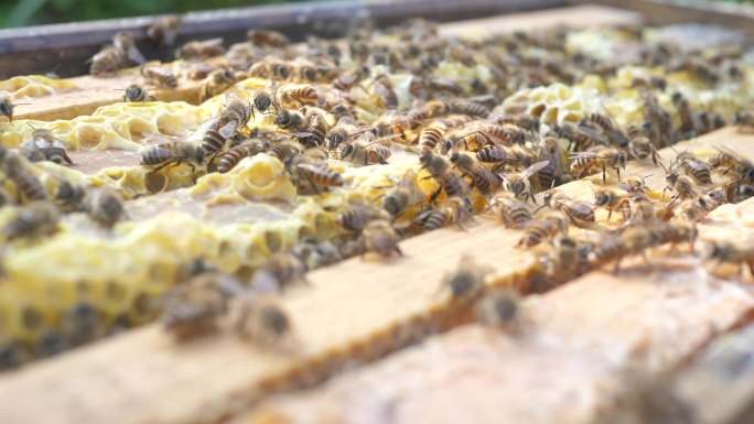 蜜蜂产蜜蜂巢慢动作
