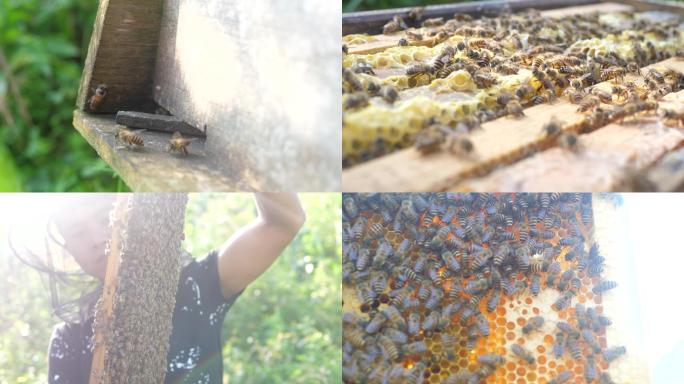 蜜蜂产蜜蜂巢慢动作