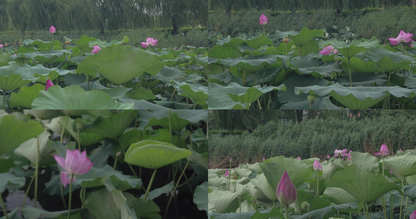 大明湖荷花赏花3