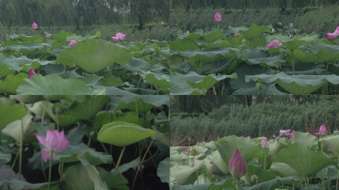 大明湖荷花赏花3