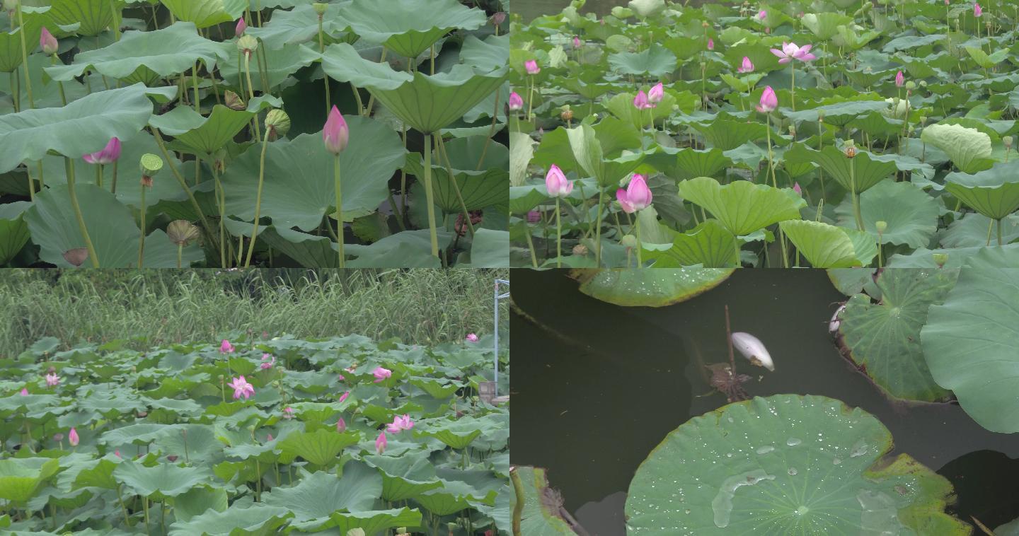 大明湖荷花赏花6