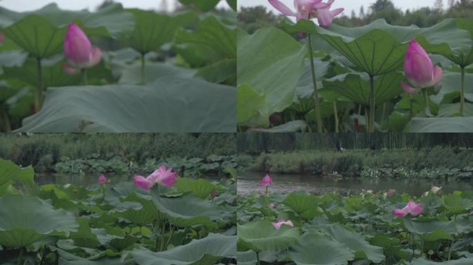 大明湖荷花赏花2