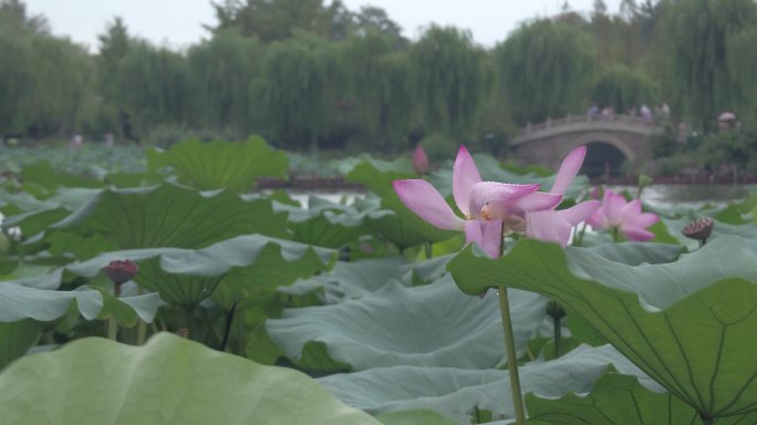 大明湖荷花赏花