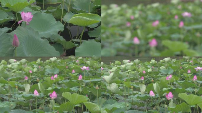 大明湖荷花赏花5