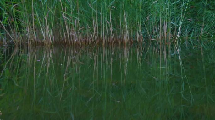 生态环境-小水塘芦苇2