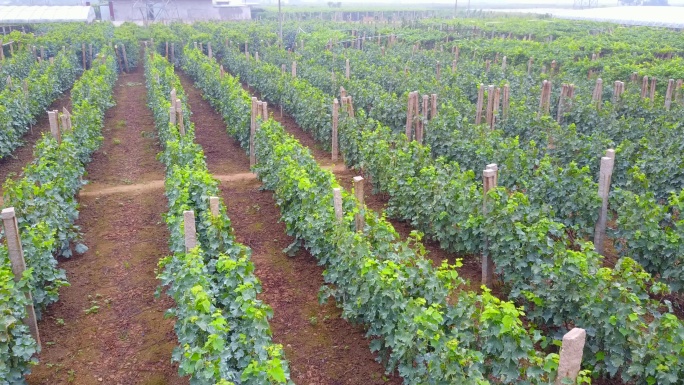 葡萄园葡萄葡萄种植葡萄乡种葡萄