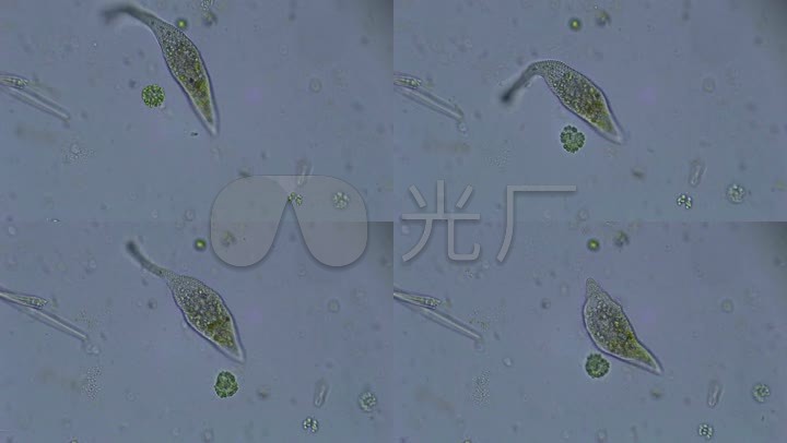 显微镜下的微生物_1920X1080_高清视频素材