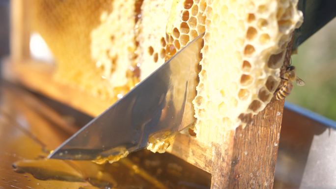 4K蜜蜂蜂巢蜂蜜取蜜