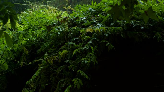 植物园雨景风光