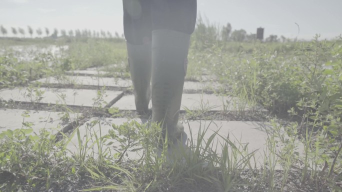秋天淳朴农民收割水稻稻田航拍log模式