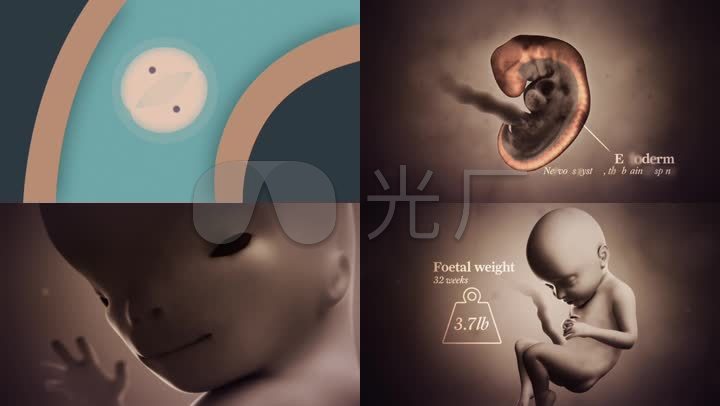 动画演示受精过程胎儿发育