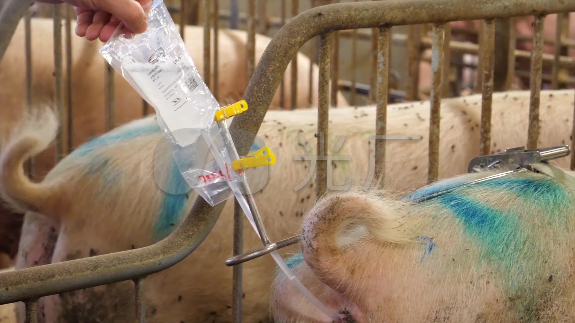 猪输液兽医治病_1920x1080_高清视频素材下载(编号:2861634)_实拍视频
