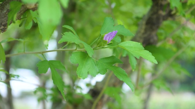 实拍夏天木槿花