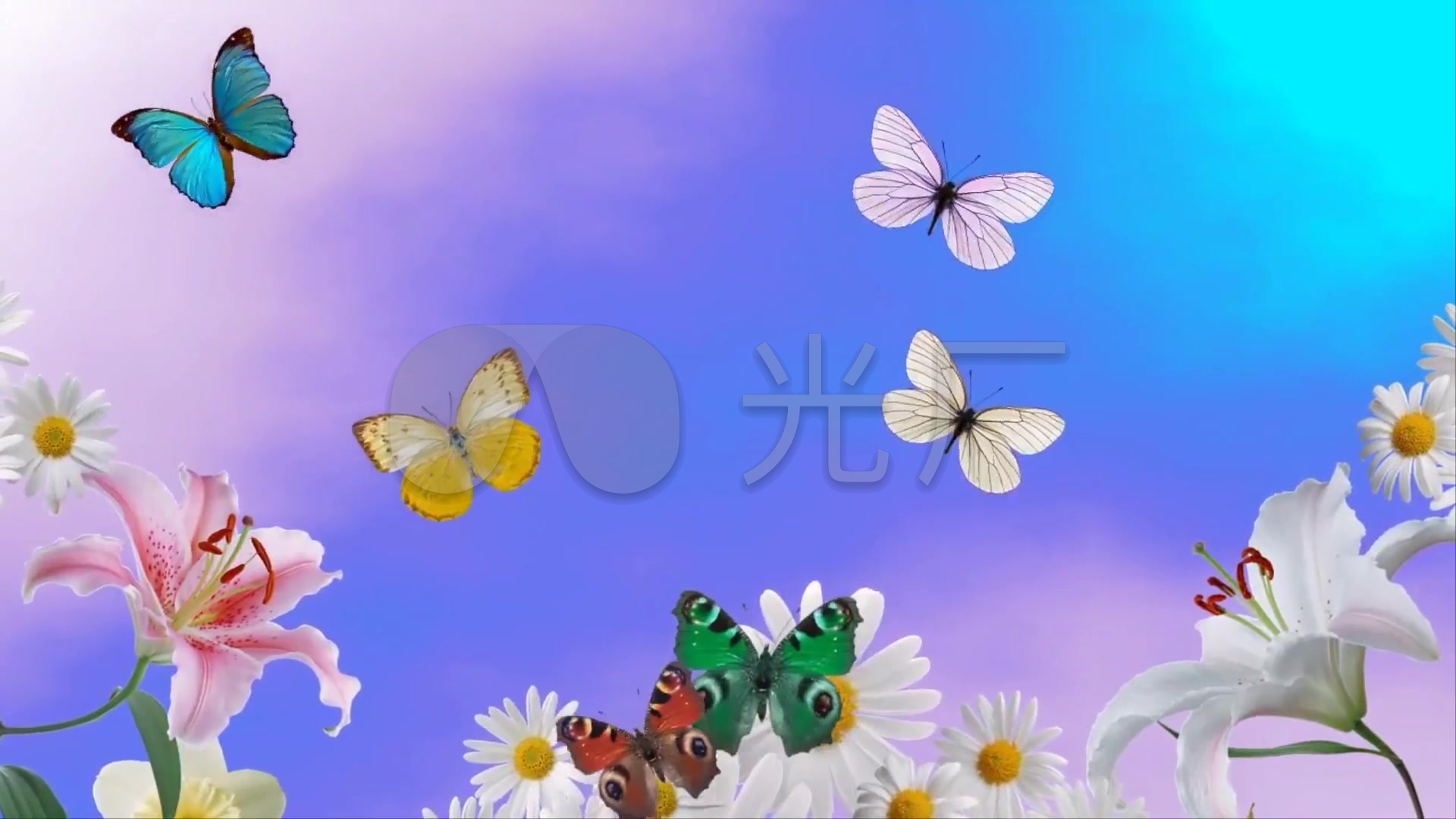 唯美梦幻浪漫蝴蝶鲜花蝶恋花_1920x1080_高清视频素材下载(编号
