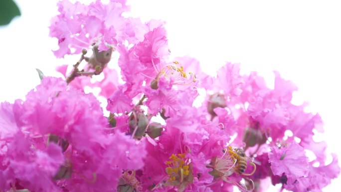 实拍夏天紫薇花，蜜蜂采蜜
