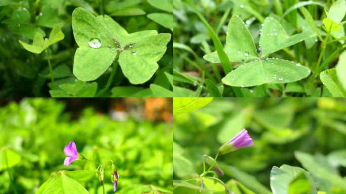 雨后的酢浆花