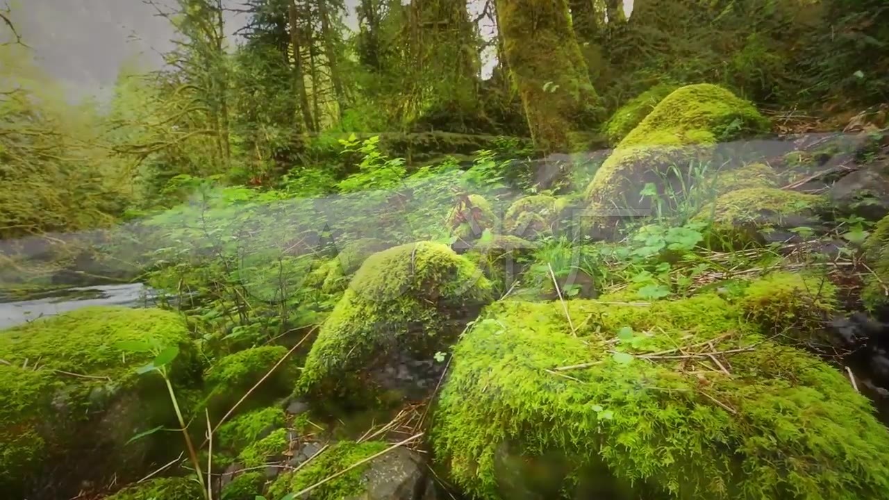 大自然的流水聲,鳥叫聲,雨後樹林瀑布陽光_1280x720_高清視頻素材下載